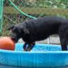 Callie with the ball playing in the pool.

